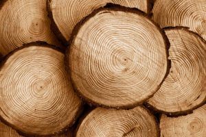 چوب های مناسب برای ساخت ساز